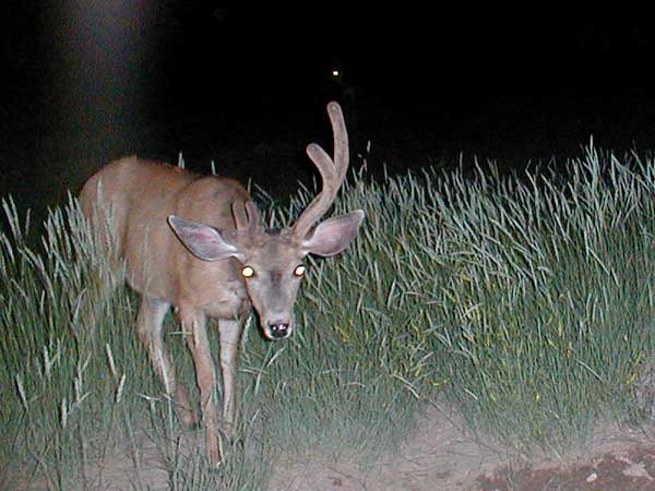 1st Trail Cam Check 2008 - 7/28/08