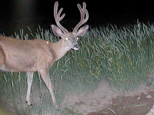 1st Trail Cam Check 2008 - 7/28/08