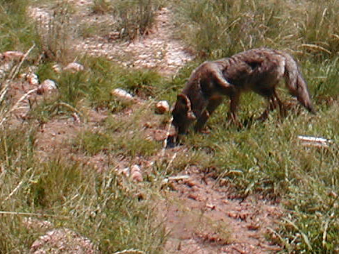 2nd Trail Cam Check 2008 - 7/28/08