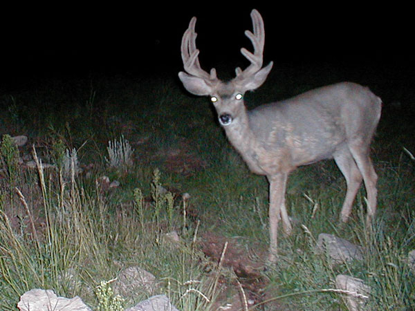 2nd Trail Cam Check 2008 - 7/28/08