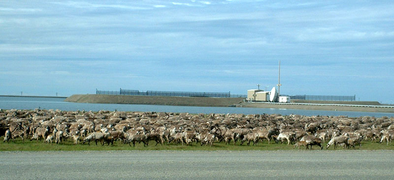 Caribou Herd