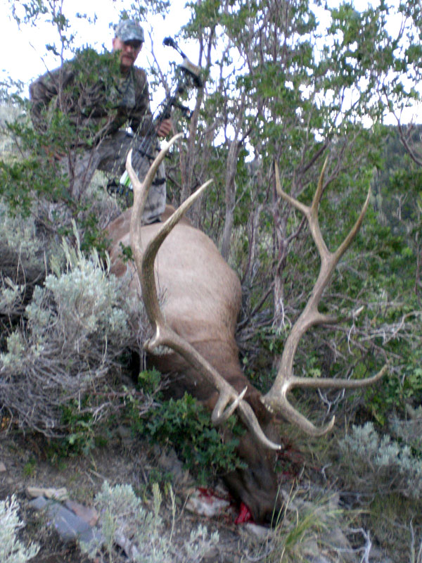 Archery Bull Down - Utah 6-point