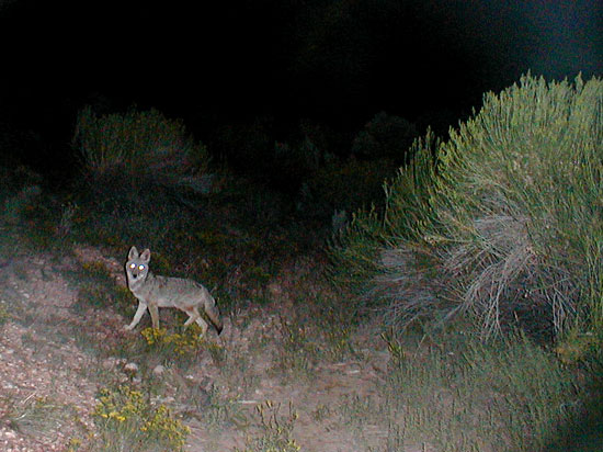 My first coyote pic