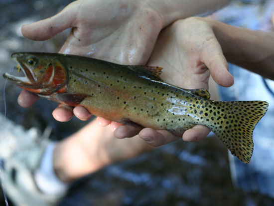 Cutthroat In Hand