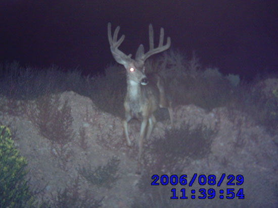 Trail Cam Check - 9/7/2006