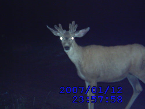 Trail Cam Check - 7/23/06