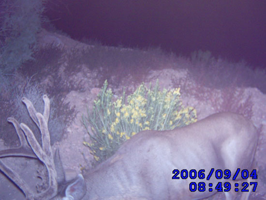 Trail Cam Check - 9/7/2006