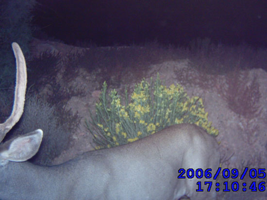 Trail Cam Check - 9/7/2006