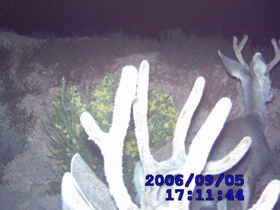 Trail Cam Check - 9/7/2006