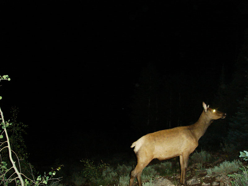 Trail Cam Pics 2011 - Rd. #3