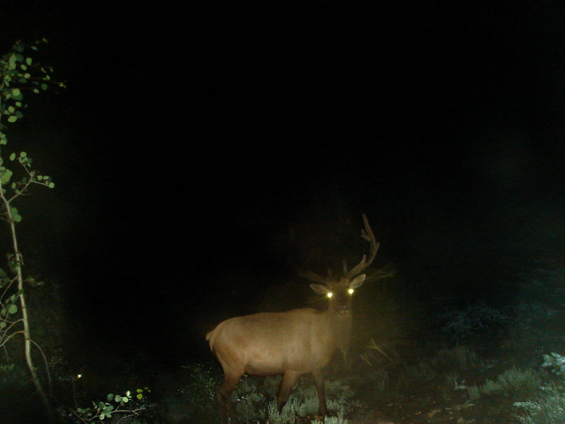 Trail Cam Pics 2011 - Rd. #3