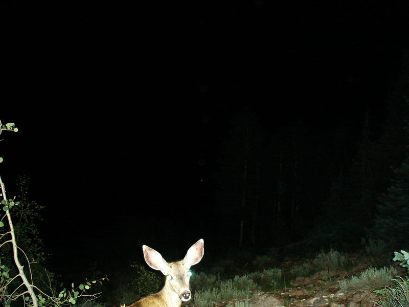 Trail Cam Pics 2011 - Rd. #3