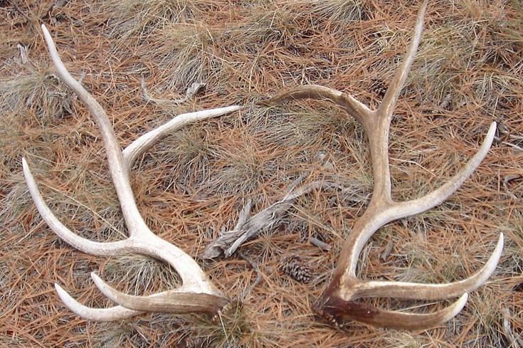 Same Bull - Sheds + Pic??