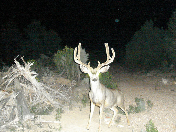 Last Trail Cam Check 2008