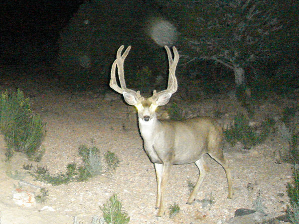 Last Trail Cam Check 2008