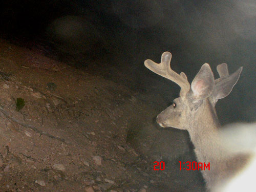 Trail Cam Check - 7/23/06