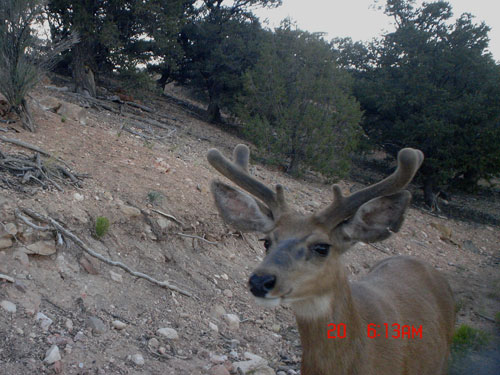 Trail Cam Check - 7/23/06