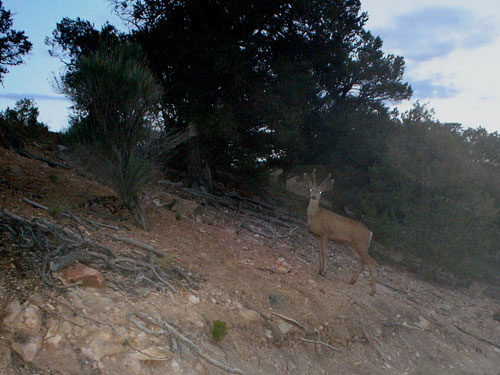 Trail Cam Check - 7/23/06