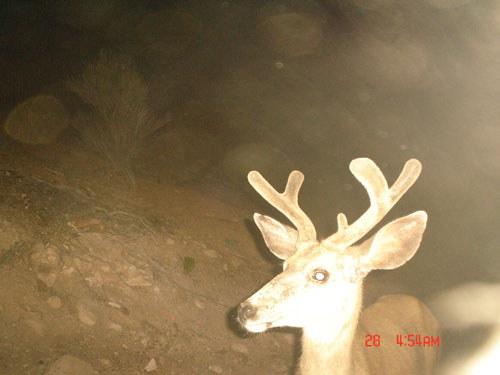 Trail Cam Check - 7/23/06