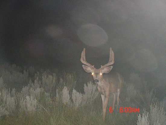 Trail Cam Check - 9/7/2006