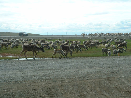 more Caribou