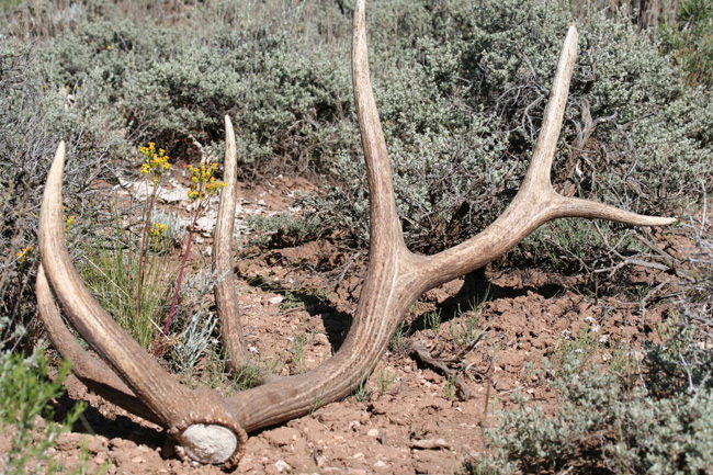 Elk Shed 2005