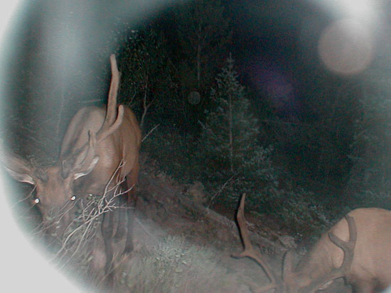 New Elk cam pics