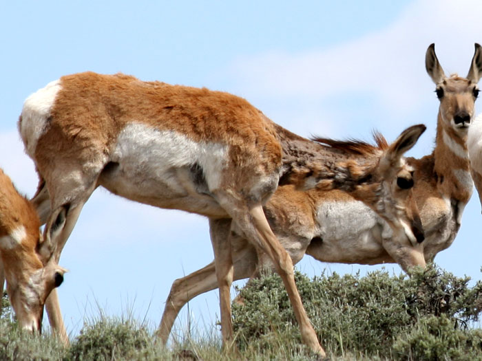 Hair Loss Disease in Antelope?