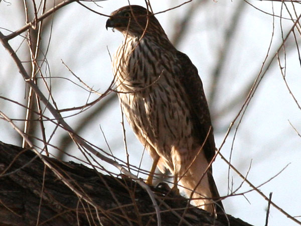 Hawk Culprit