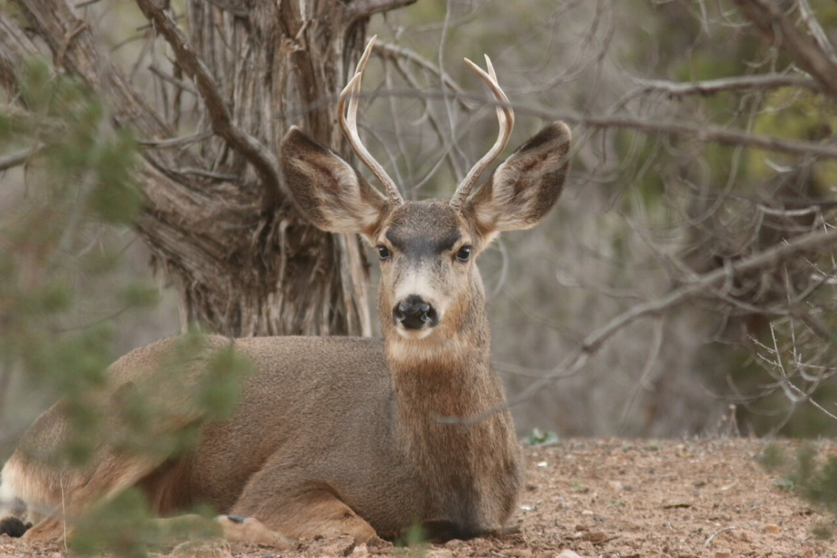 Young Mule Deer pics