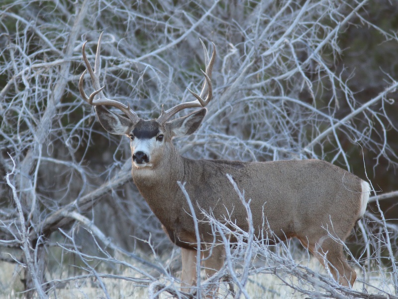 Rut Pics 2014