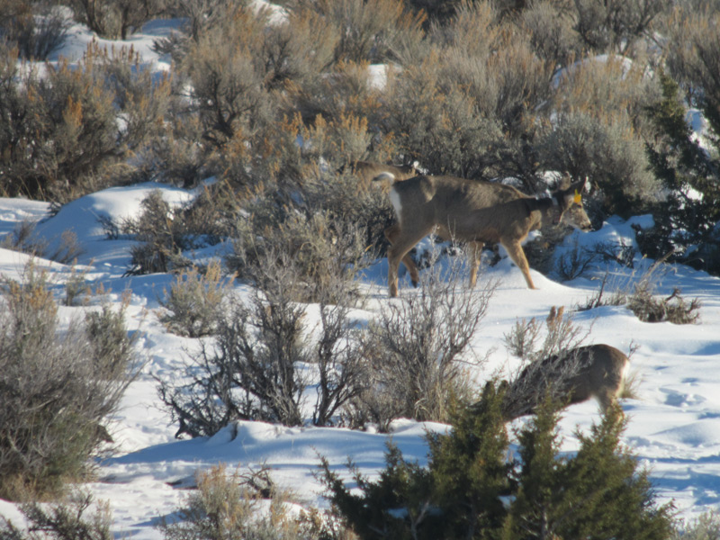 Re: Mule Deer On the Move