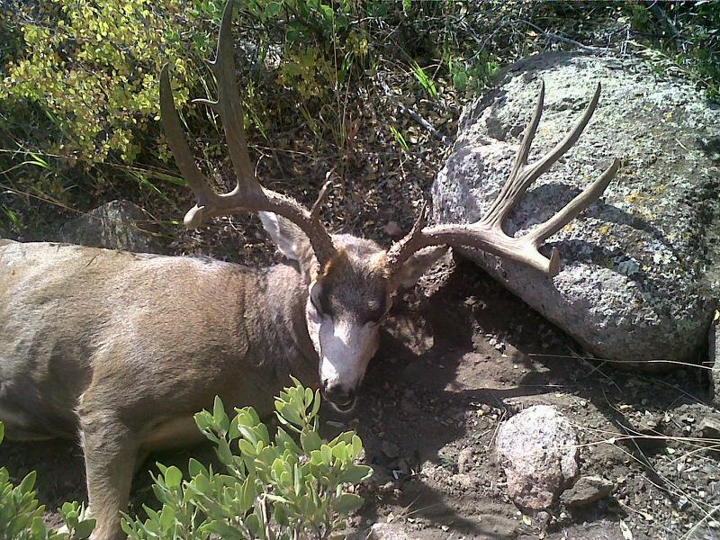 Great General Season Buck