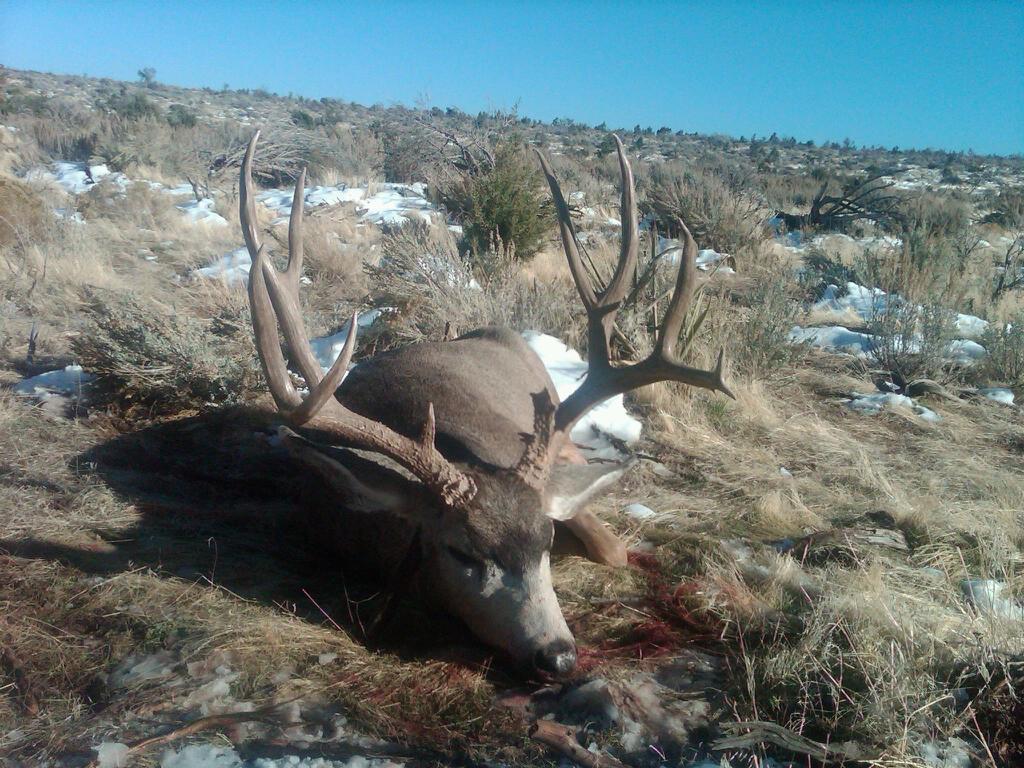 Arizona Strip Buck Success? 13B