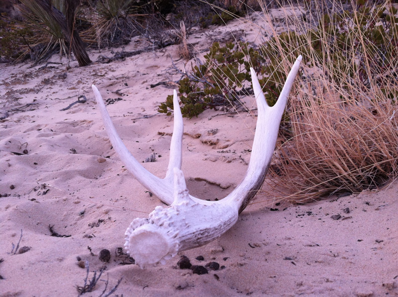 Shed Hunting Trip - 1st of 2013