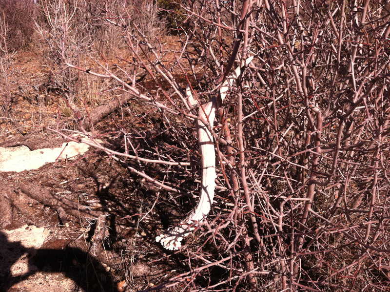 Shed Hunting Trip - 2nd of 2013