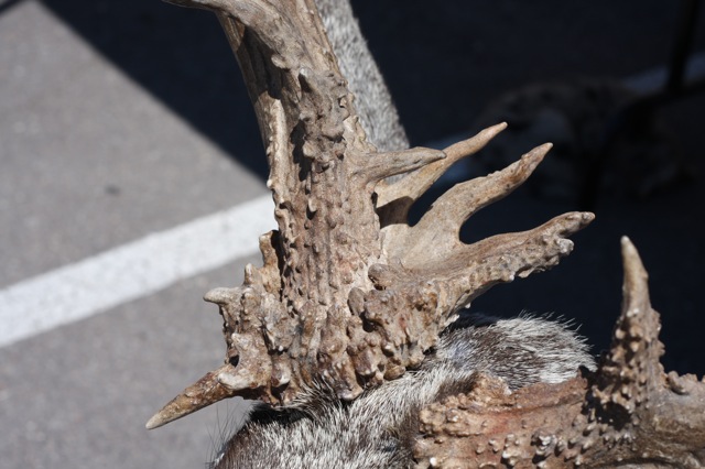 Coolest bases I&#039;ve ever seen on a Mule Deer.