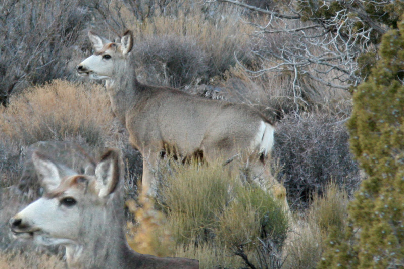 Re: Buck or Doe? Update closer look.