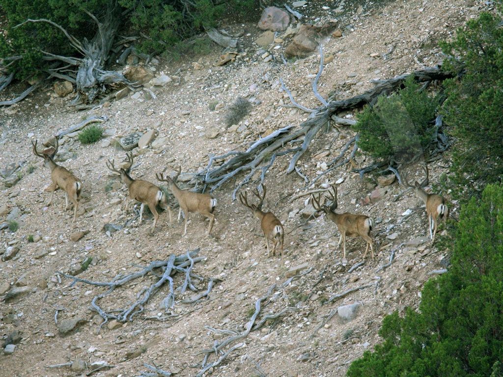 6 great bucks trailing up the hill