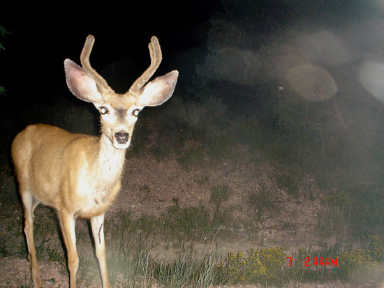 New trail cam pic...