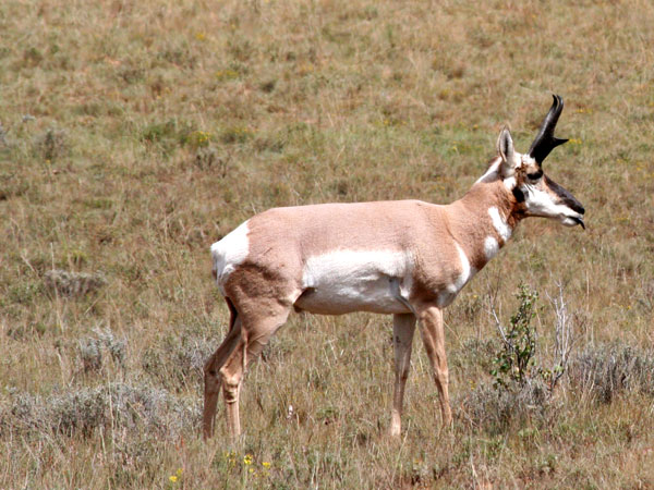 Tired Antelope Buck!