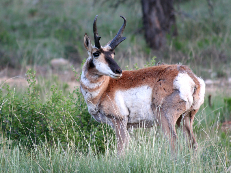 Antelope Buck
