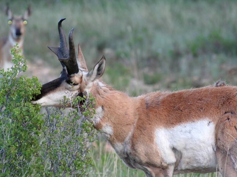 Antelope Buck