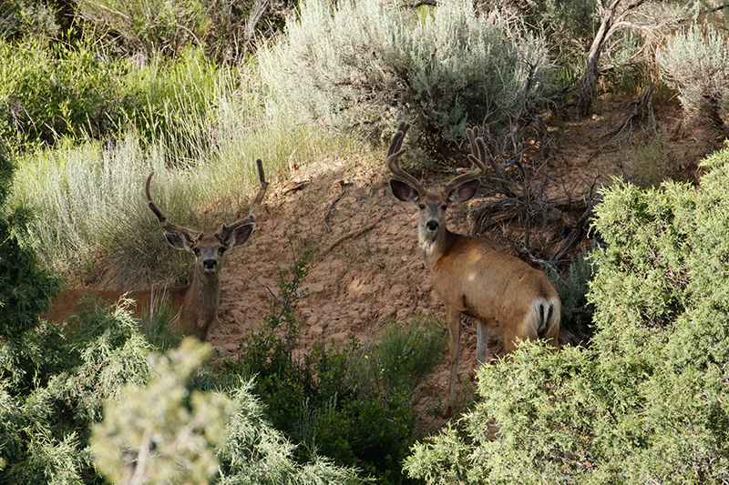 Mule Deer Pics