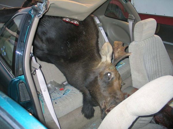 Yikes Moose Car Collision pics