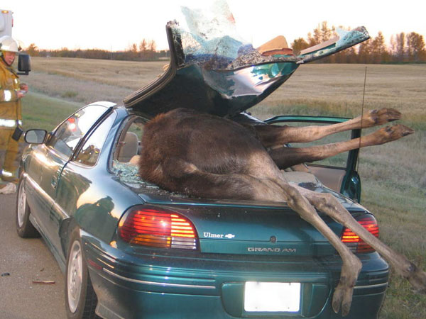 Yikes Moose Car Collision pics