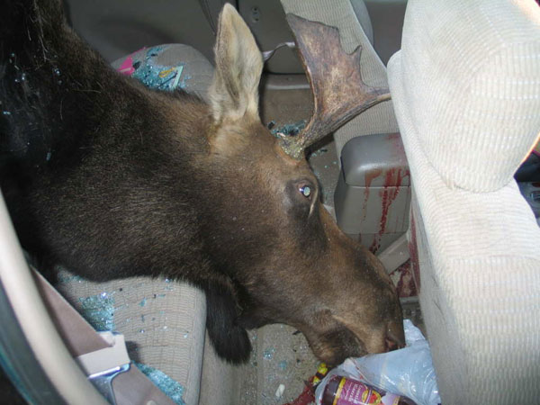 Yikes Moose Car Collision pics