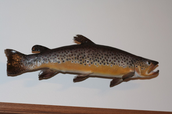 Mounted Brown Trout