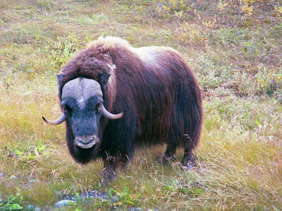 Musk Ox