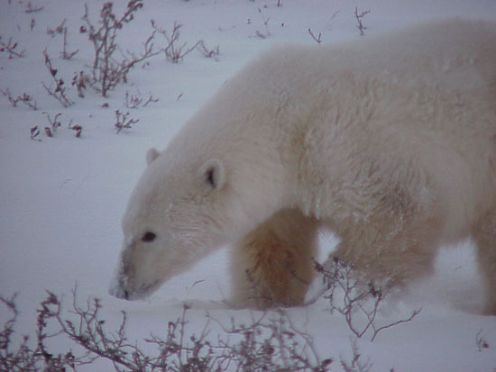 Polar Bear